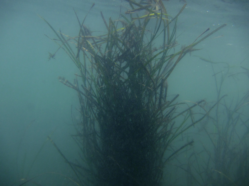 アマモ 江の島 小動 植え付け 種取り