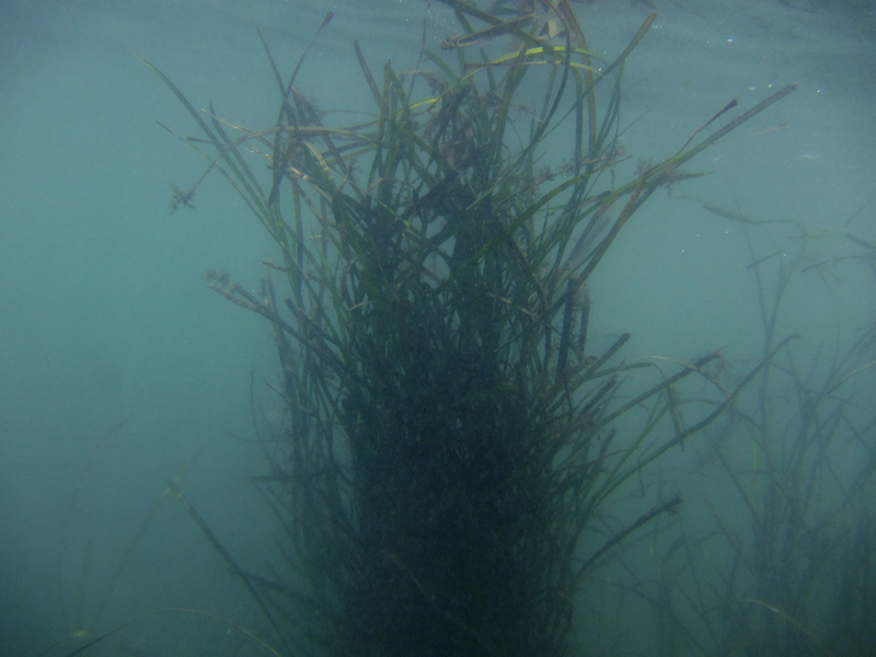 アマモ　江の島　小動　植え付け　種取り