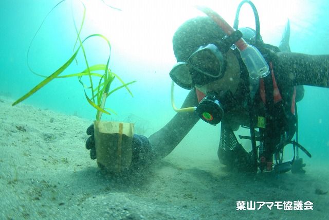 アマモ　植え付け