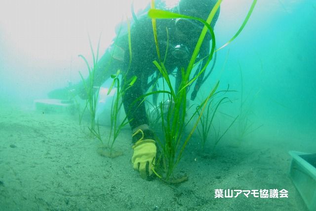 アマモ　植え付け