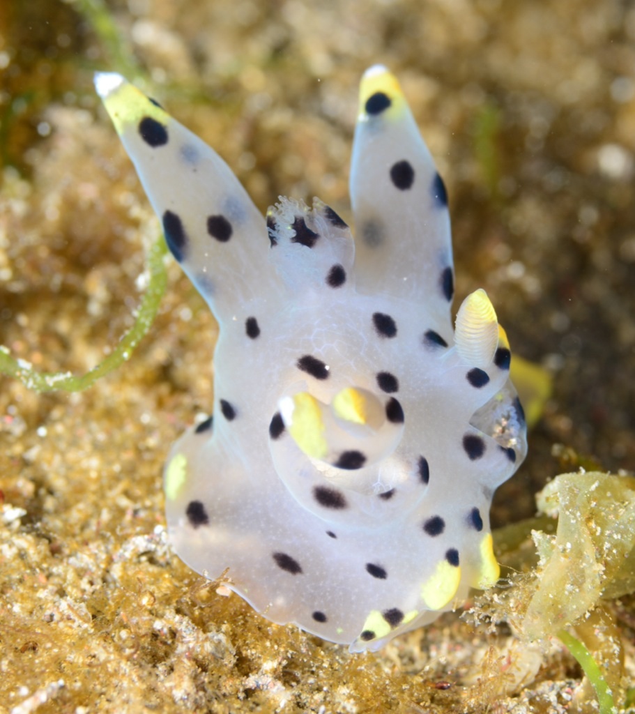 大瀬崎　ツノザヤウミウシ