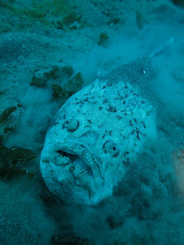 大瀬崎　メガネウオ