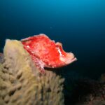 ニセボロカサゴ　大島　ダイビング