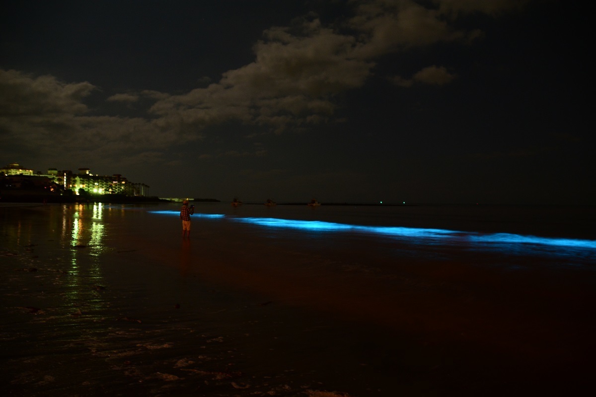 夜光虫　材木座　鎌倉　赤潮