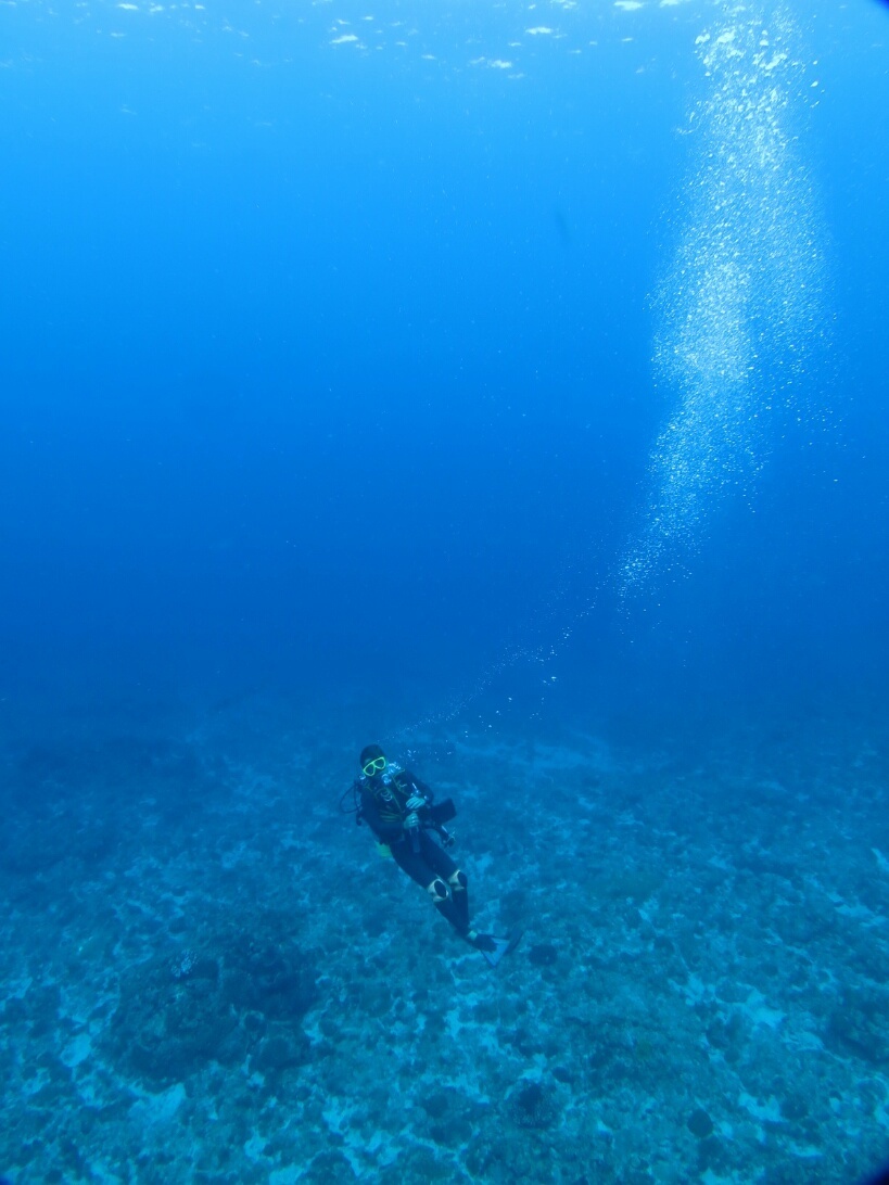 屋久島 ダイビング　鹿児島　観光　神奈川　ダイビングショップ