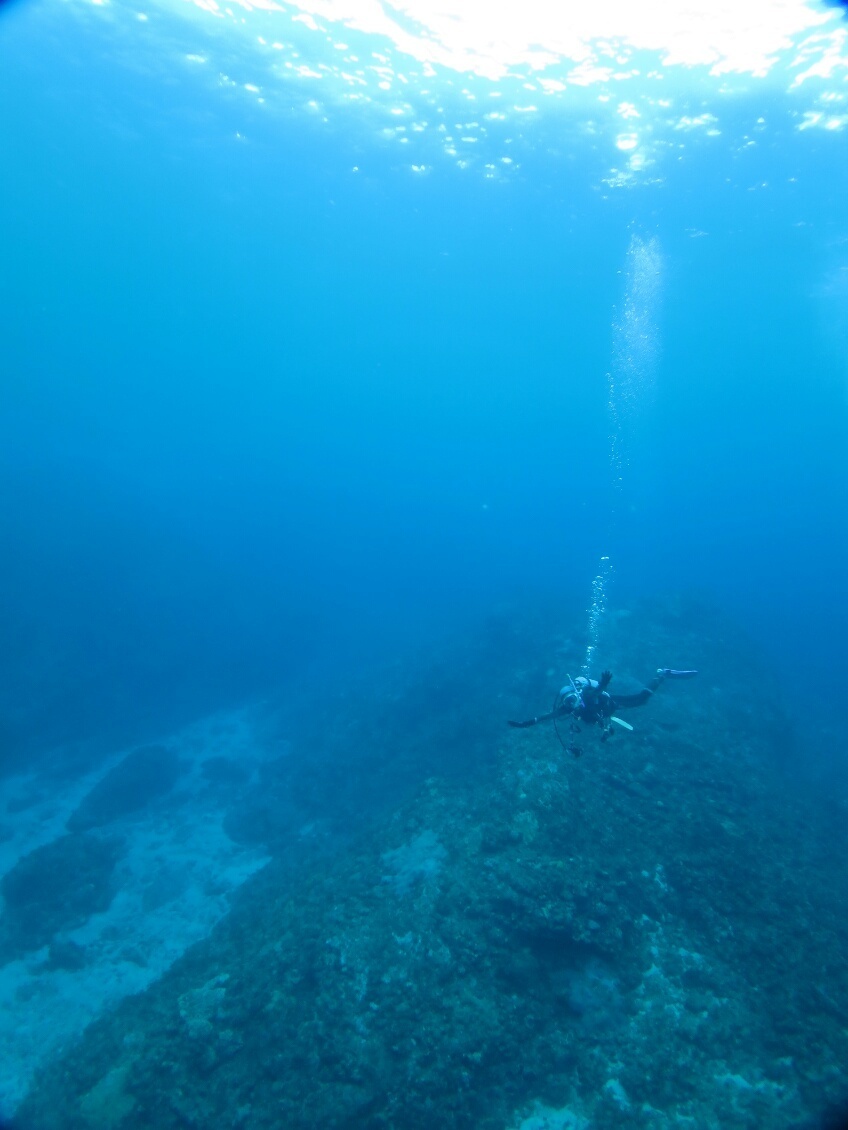 屋久島 ダイビング　鹿児島　観光　神奈川　ダイビングショップ