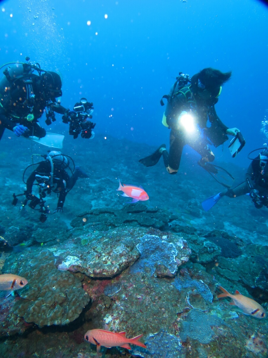 屋久島 ダイビング　鹿児島　観光　神奈川　ダイビングショップ　スミレナガハナダイ