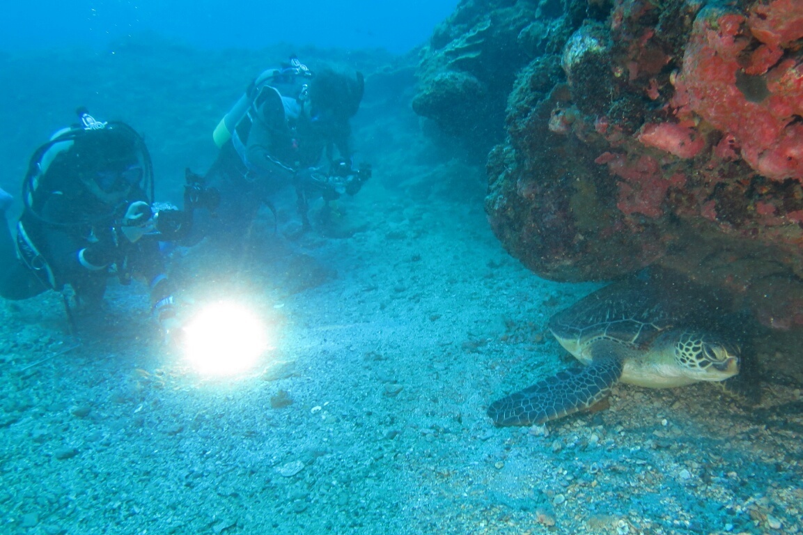 屋久島 ダイビング　鹿児島　観光　神奈川　ダイビングショップ　ウミガメ