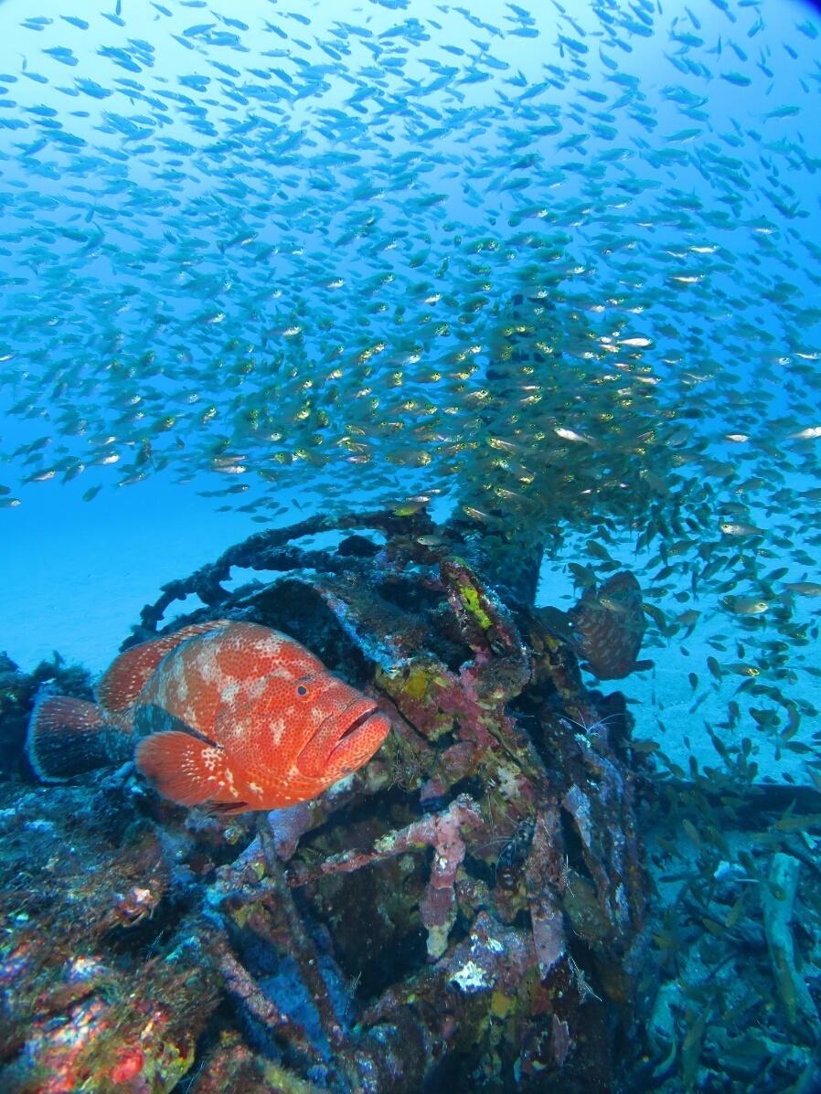 アザハタ　屋久島 ダイビング　鹿児島　観光　神奈川　ダイビングショップ