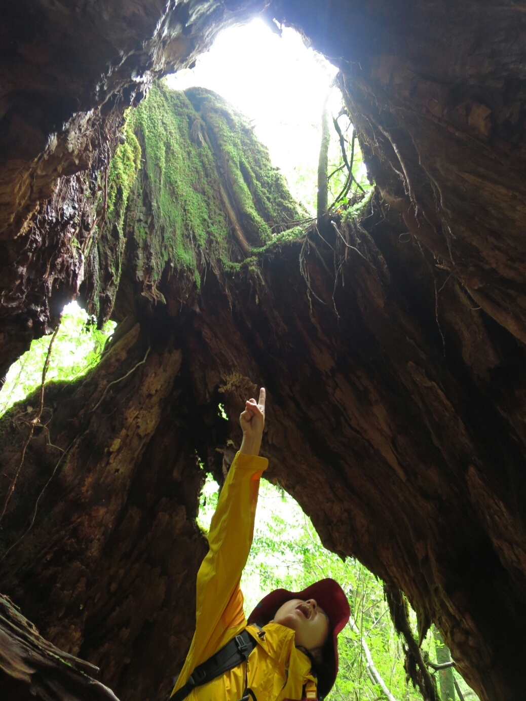 屋久島 ダイビング　鹿児島　観光　神奈川　ダイビングショップ　屋久杉　白谷雲水渓