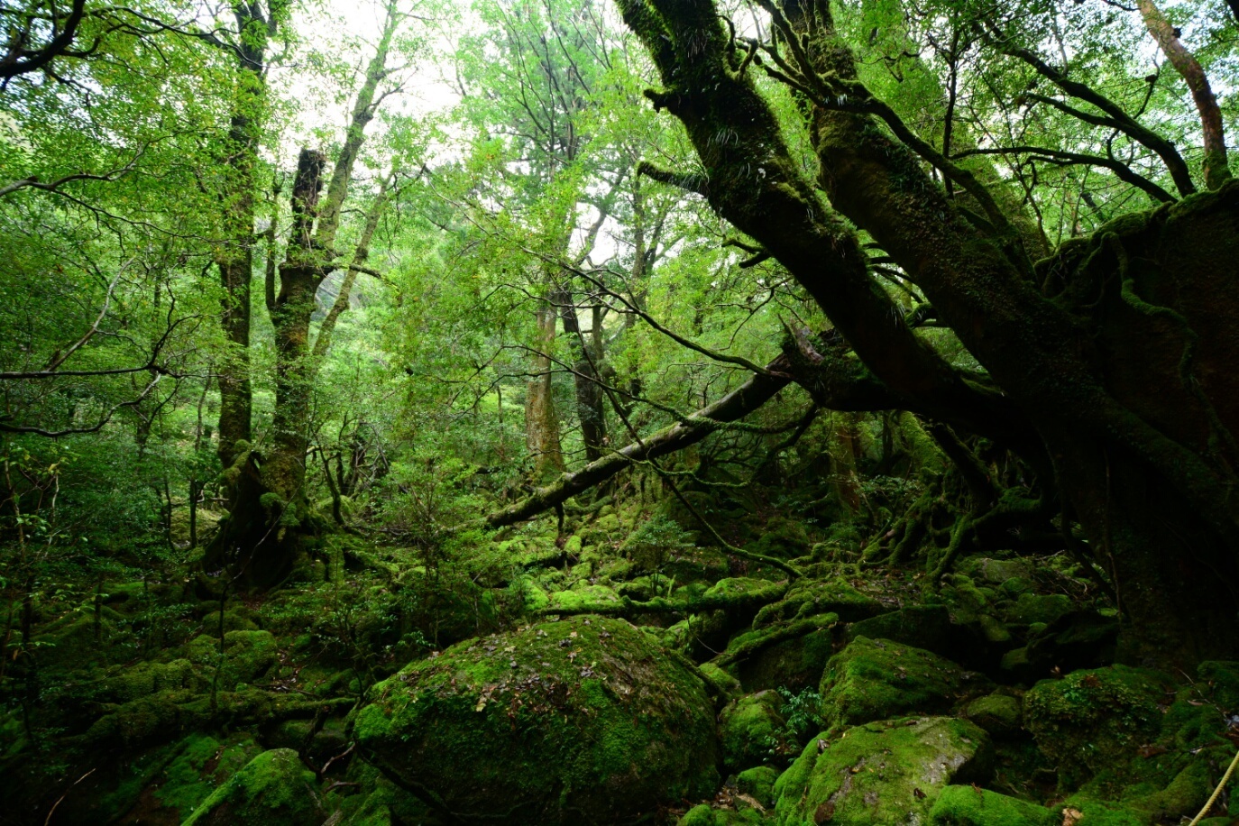 屋久島 ダイビング　鹿児島　観光　神奈川　ダイビングショップ　屋久杉　白谷雲水渓