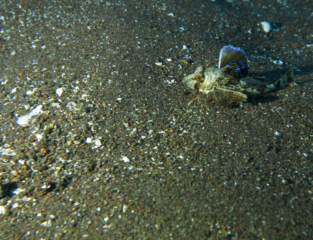 ホウボウ　幼魚