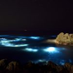 伊豆海洋公園　ナイトダイビング