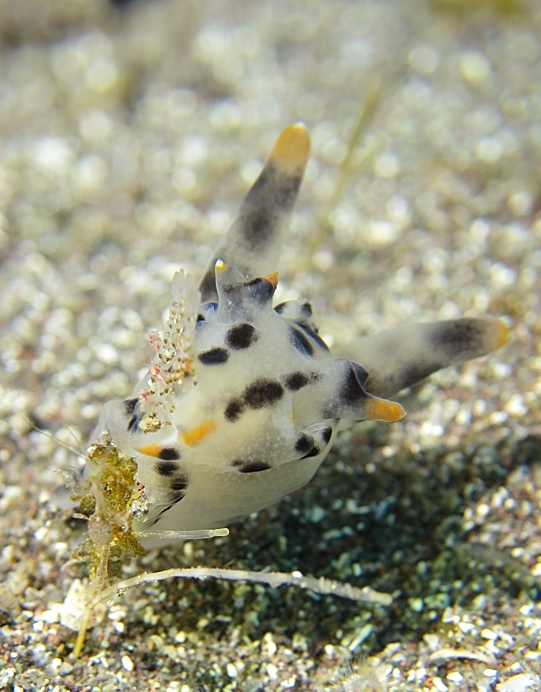 ツノザヤウミウシ　大瀬崎　湾内