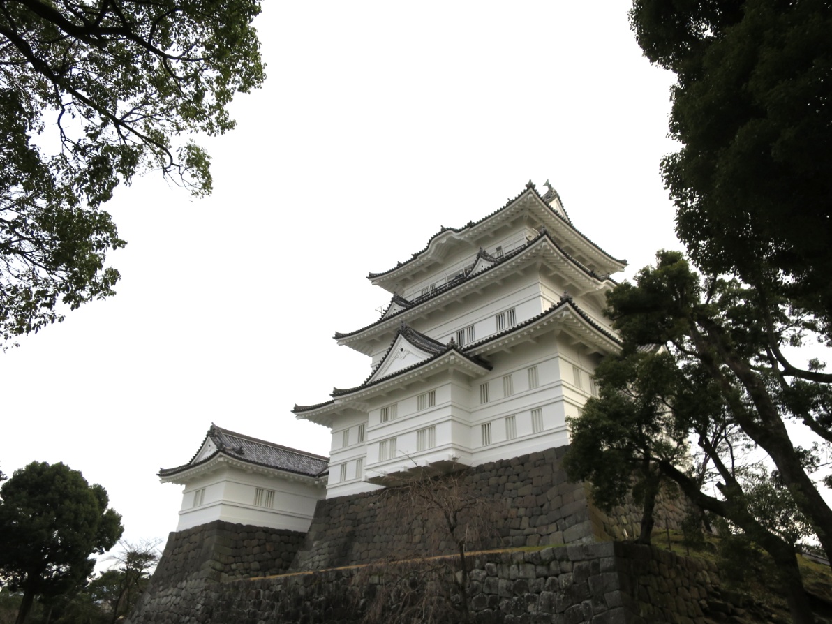 小田原城　梅　河津桜