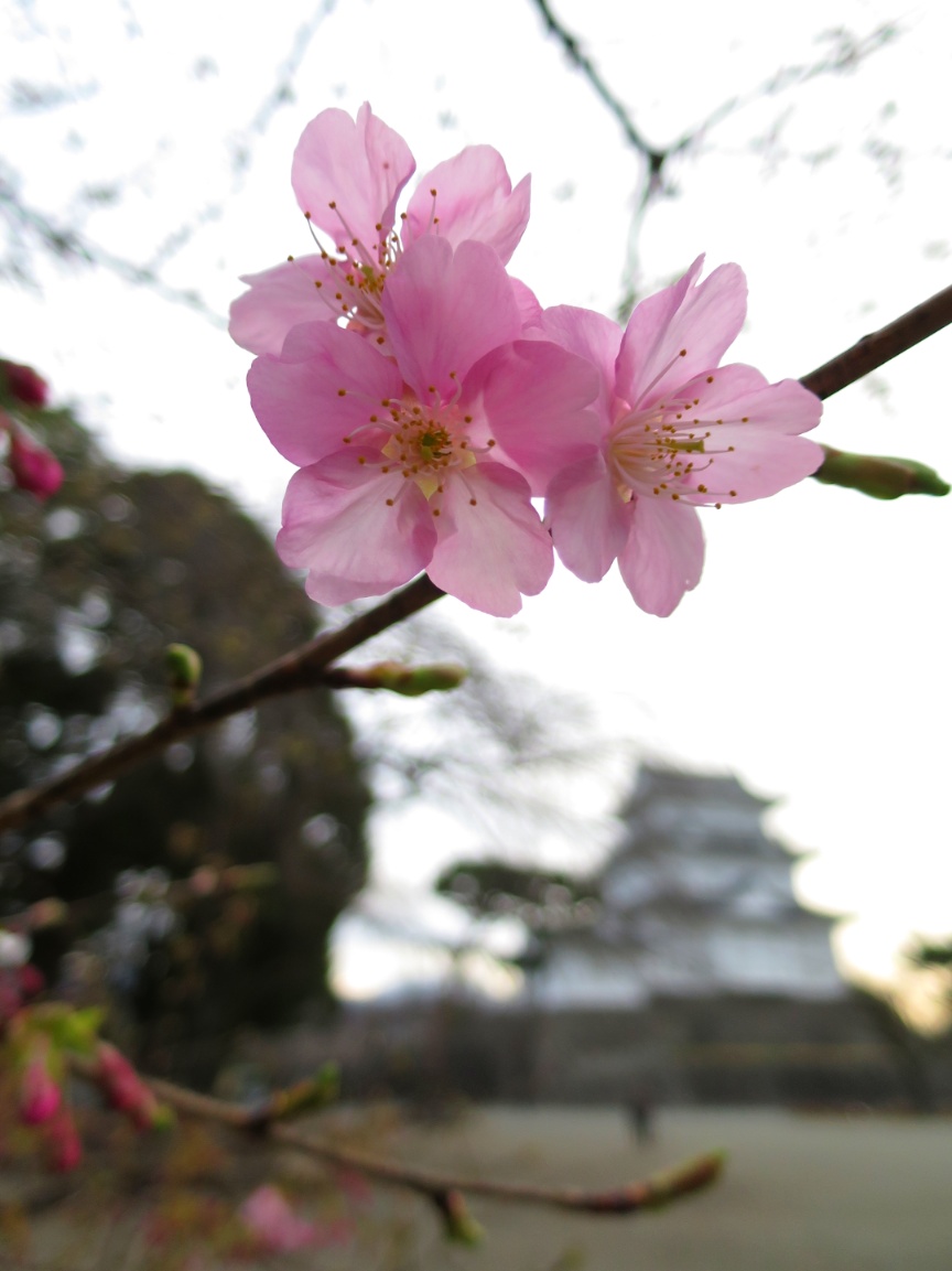 小田原城　梅　河津桜