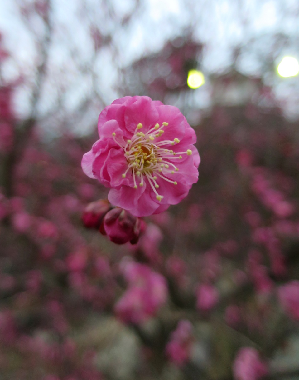 小田原城　梅　河津桜