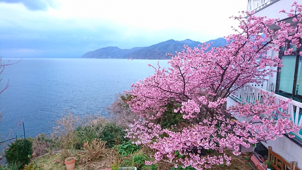 河津桜　西伊豆