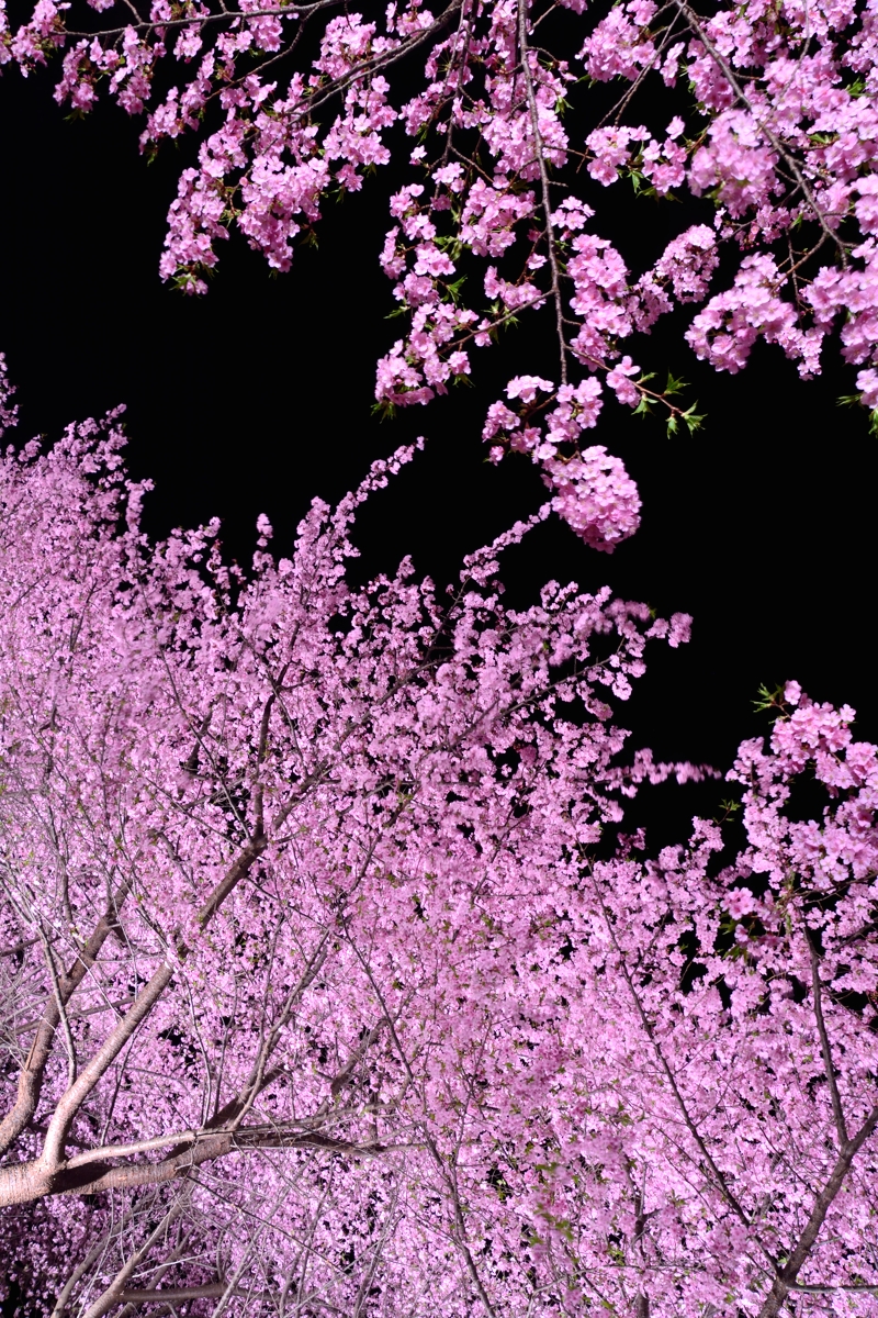 三浦海岸　河津桜　ライトアップ