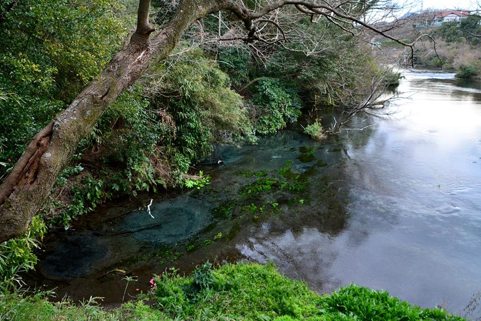 三島　柿田川　湧水　清流