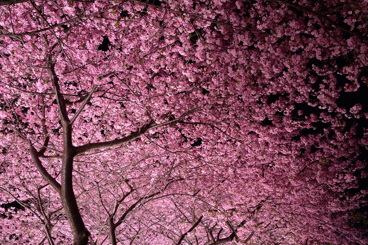 三浦海岸　河津桜　ライトアップ