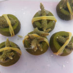 沖縄　珊瑚　サンゴ　植え付け　那覇