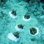 沖縄　珊瑚　サンゴ　植え付け　那覇