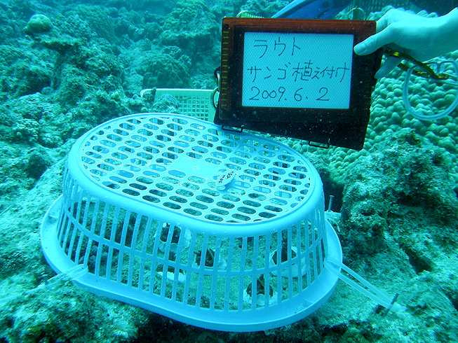 沖縄　珊瑚　サンゴ　植え付け　那覇