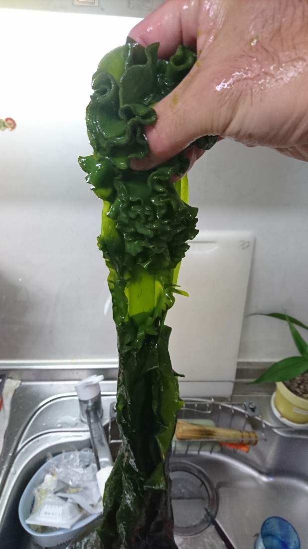 ワカメ 小坪 めかぶ