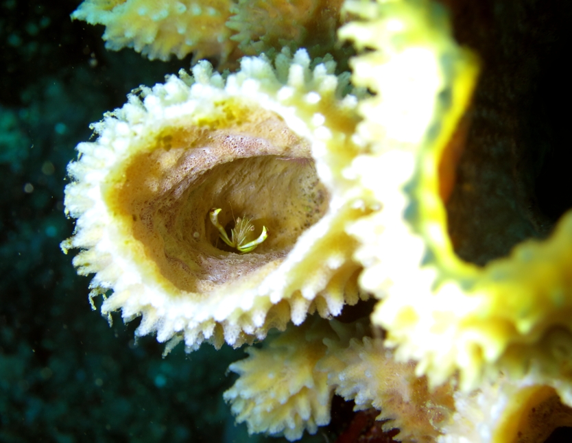 クシノハカクレエビ　江の浦