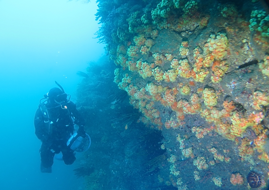 水中スクーター ダイビング 講習 PADI