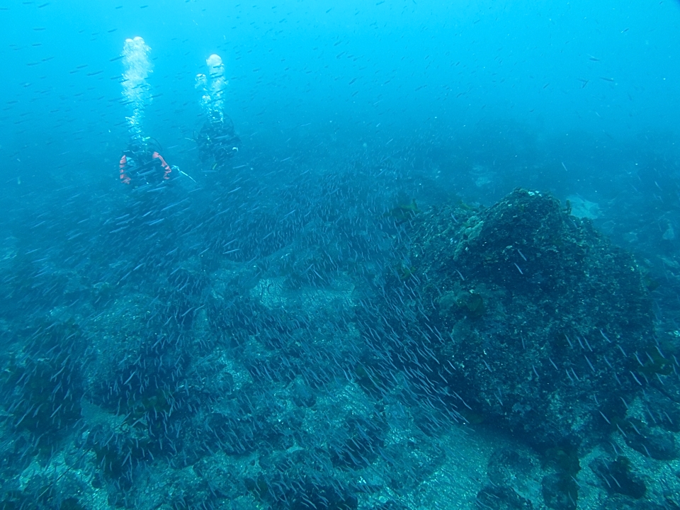 江の浦　ダイビング　イワシ