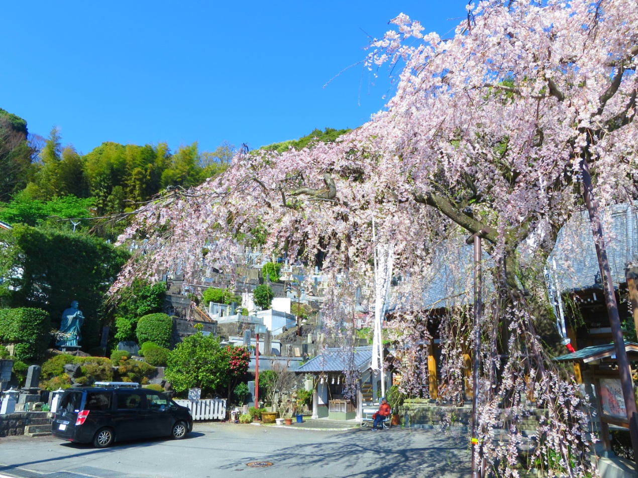 伊豆　枝垂れ桜　舩守山蓮慶寺