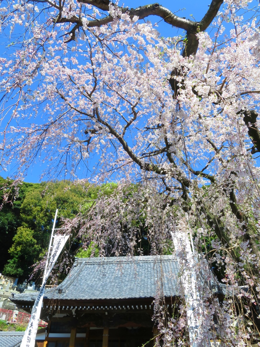 伊豆　枝垂れ桜　舩守山蓮慶寺