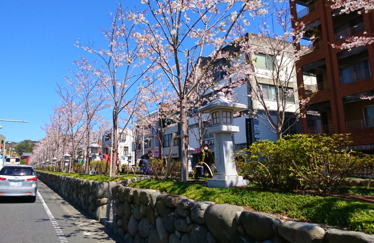 鎌倉　桜　段蔓