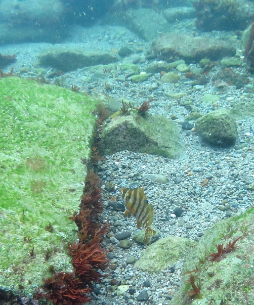 タカノハダイ　幼魚