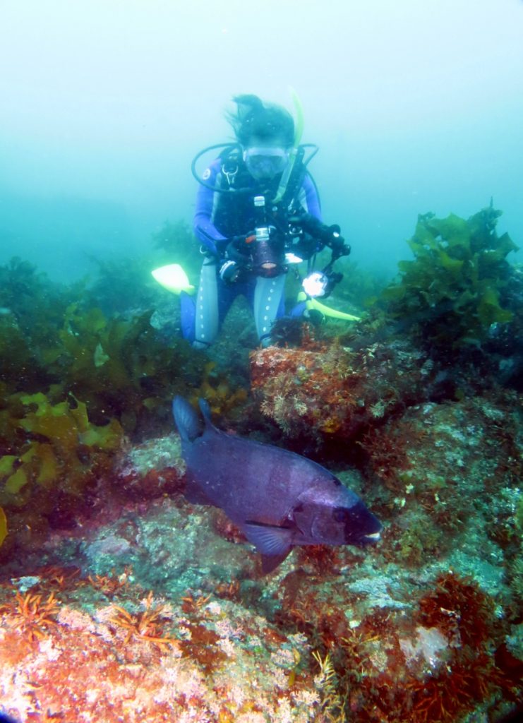 鎌倉　大船　ダイビング　ライセンス　PADI