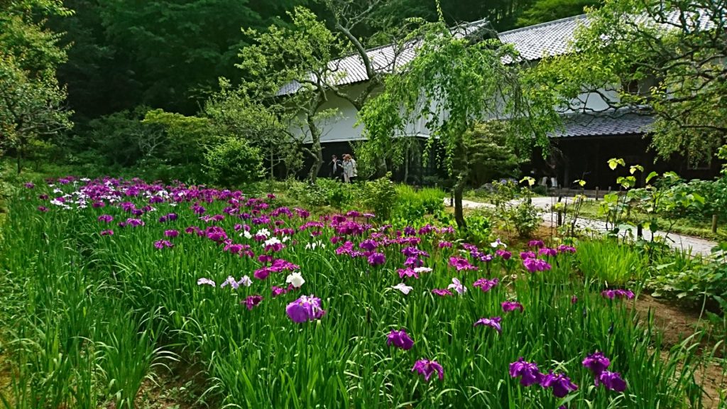 東慶寺　北鎌倉　しょうぶ　菖蒲