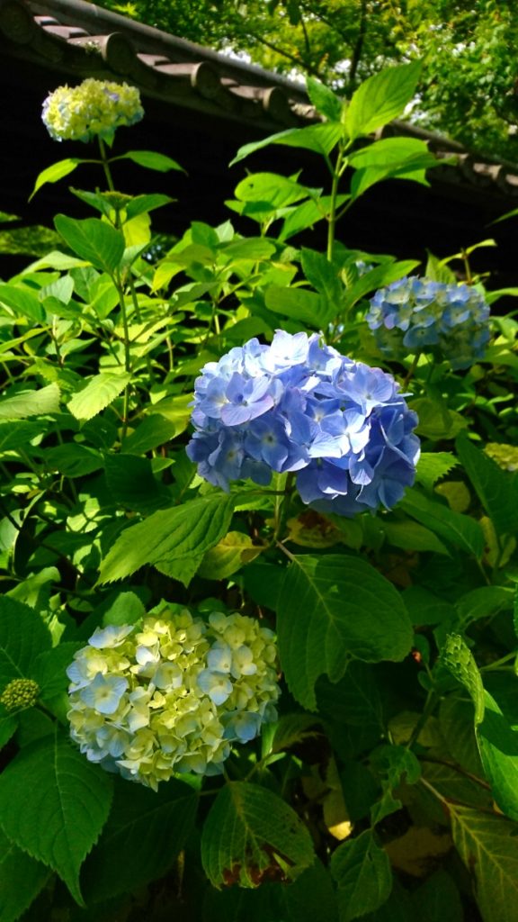 鎌倉　アジサイ　紫陽花　あじさい