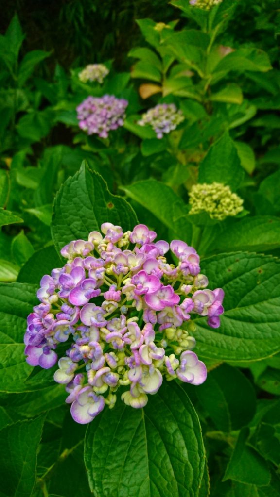 鎌倉　アジサイ　紫陽花　あじさい