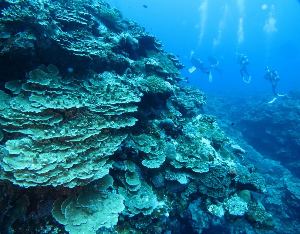 久米島 珊瑚
