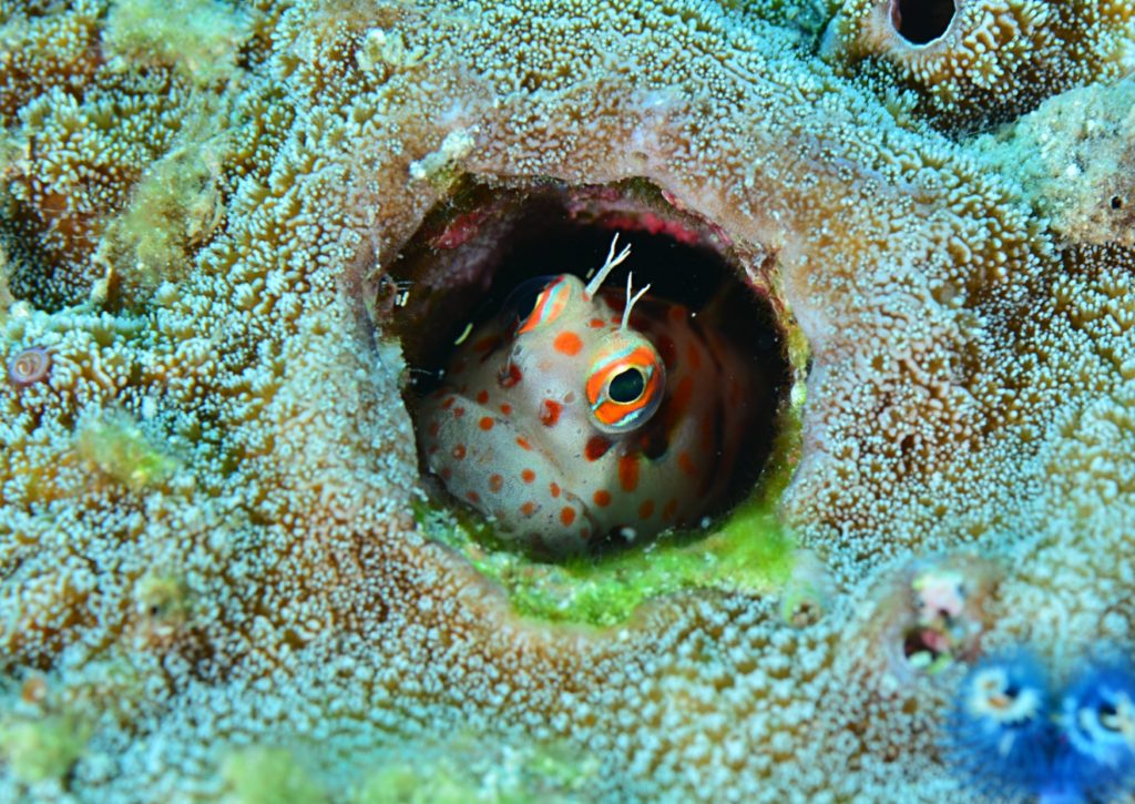 モンツキカエルウオ 久米島