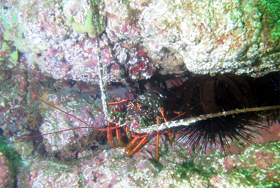 PADI　マルチレベル　SP　ダイビング