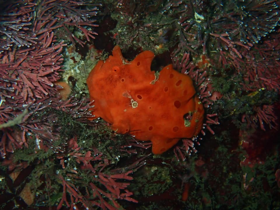 福浦　ダイビング　カエルアンコウ