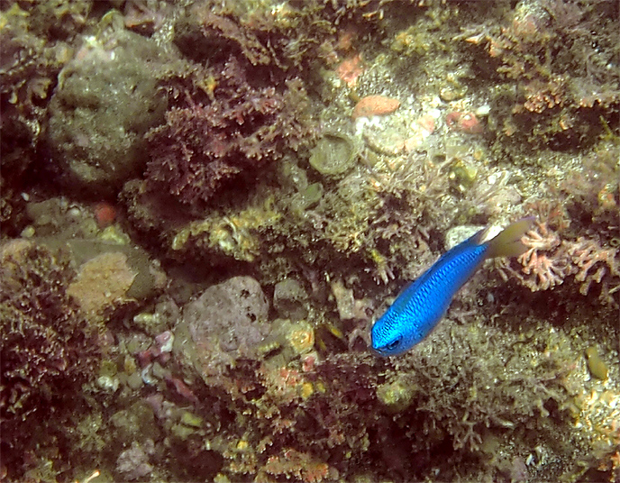 スノーケル　逗子　湘南　神奈川