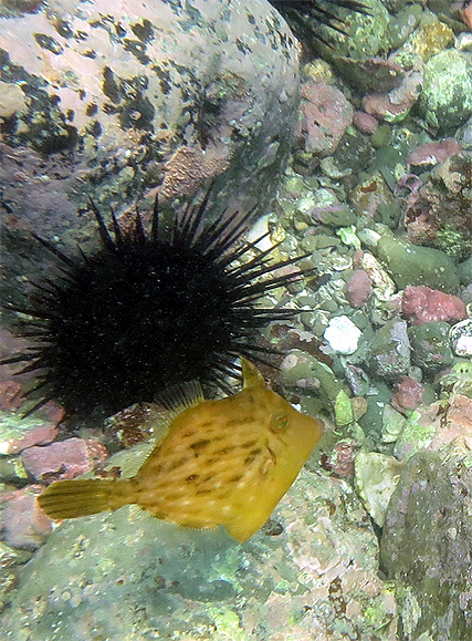 スノーケル　逗子　湘南　神奈川