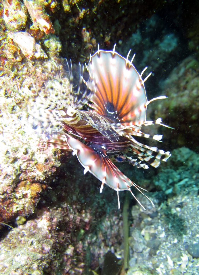 ダイビング 獅子浜