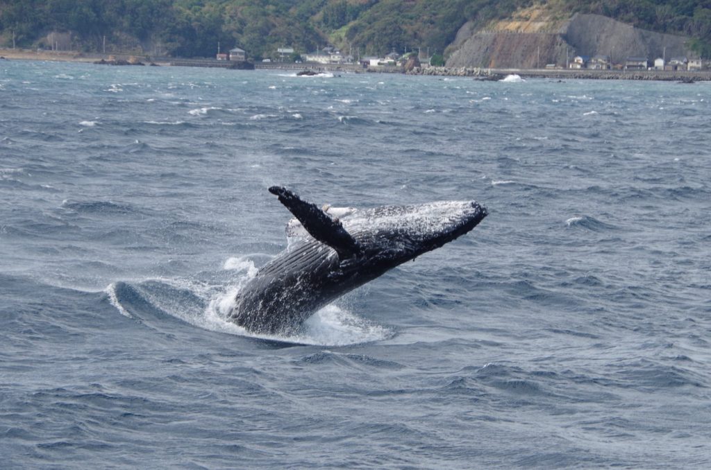 ザトウクジラ　伊豆