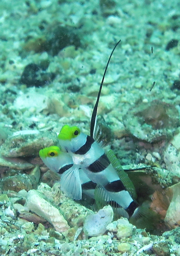 平沢　ダイビング　ヒレナガネジリンボウ