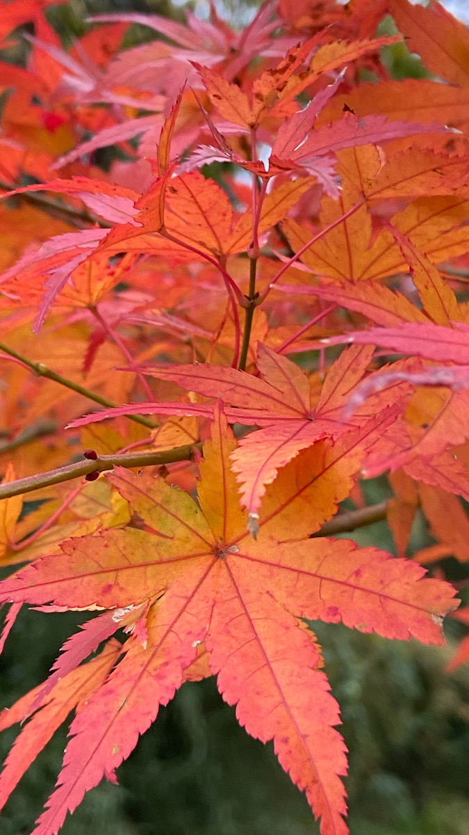 北鎌倉　紅葉　2019